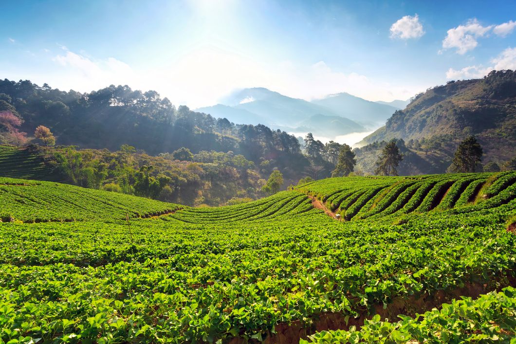 Gruenes Feld auf einer Huegellandschaft im Sonnenlicht