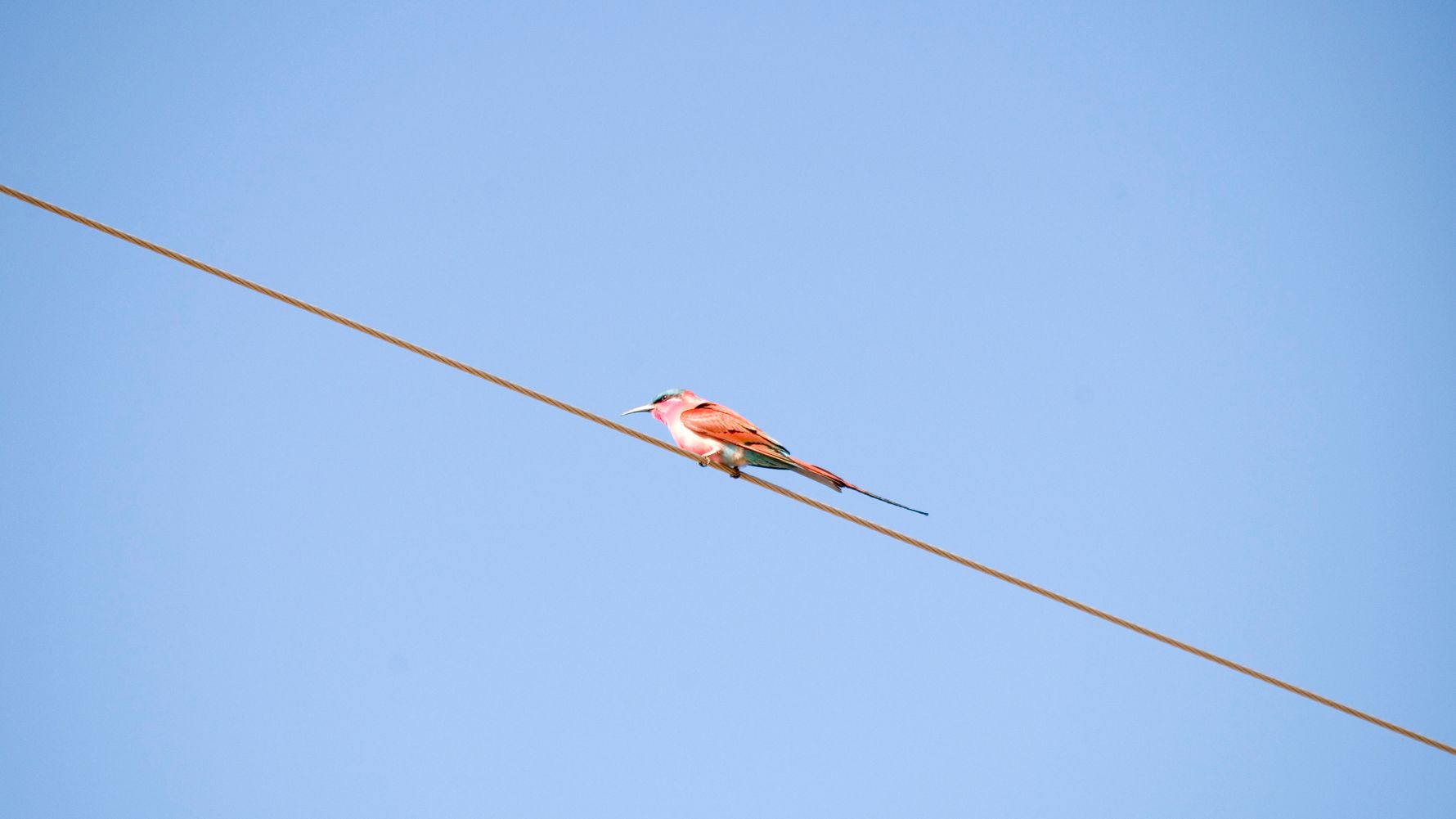 erfahrungsberichte-suedliches-afrika-pfg-rangerausbildung-kundenfotos-vogel-natucate