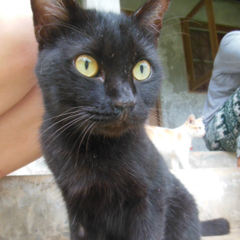 volunteering-thailand-tierschutz-erfahrungsbericht-katze-natucate