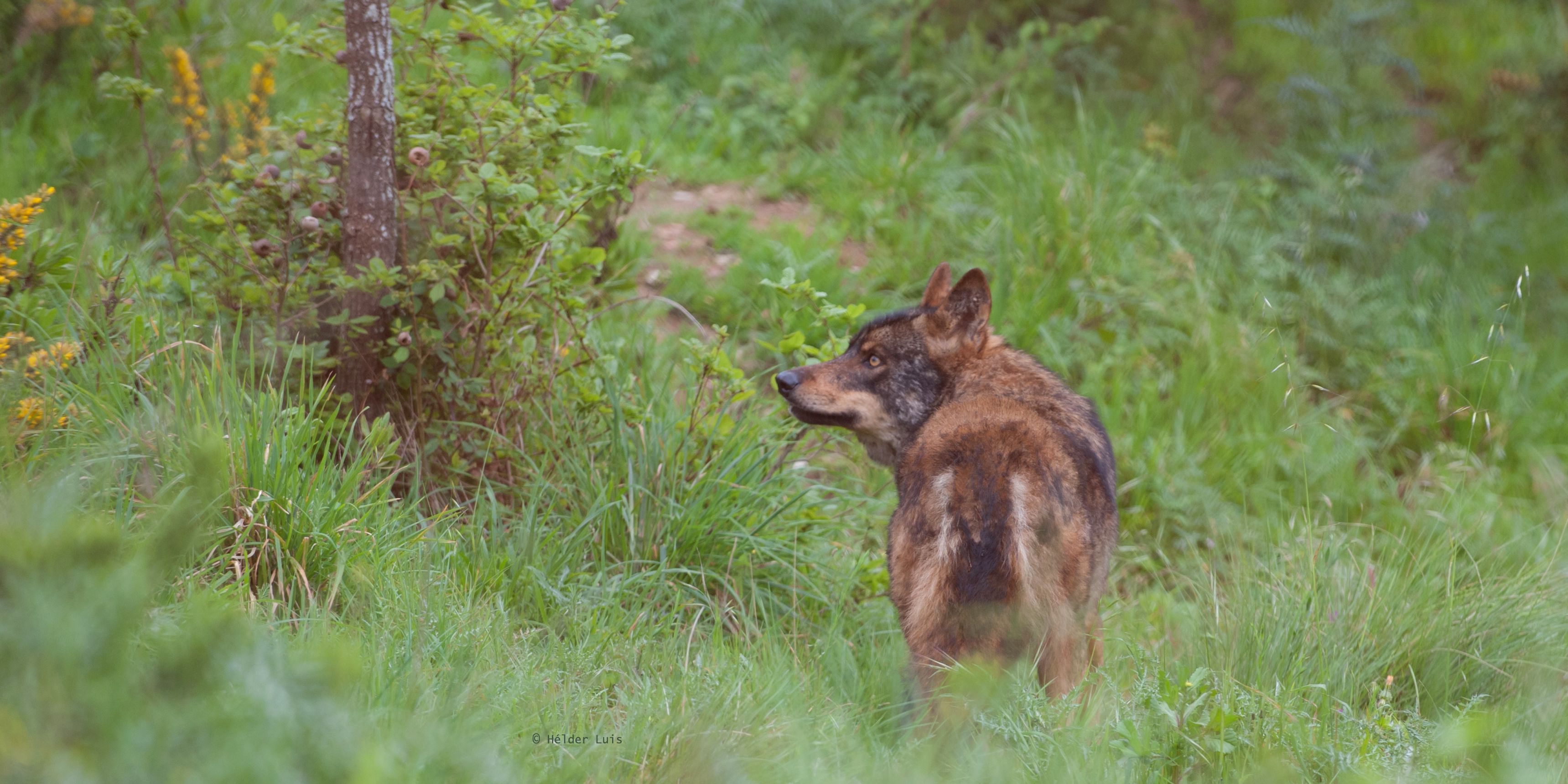 Ein Iberischer Wolf steht auf einer Wiese des Wolfsschutzprojekts im portugiesischen Distrikt Lissabon