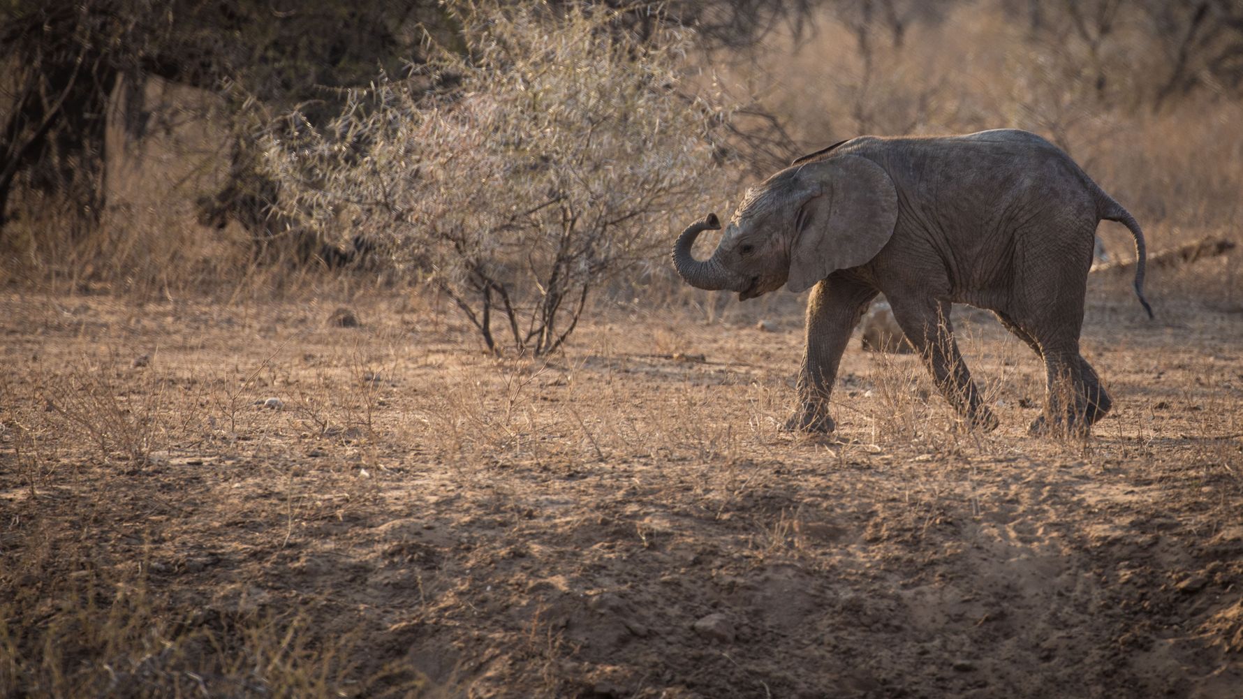 blog-wissen-elefanten-7-fun-facts-elefantenkalb-natucate