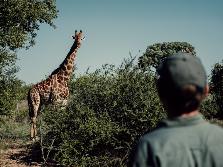 natucate-nature-travel-animal-tracking-expedition-tracking-giraffe-hero