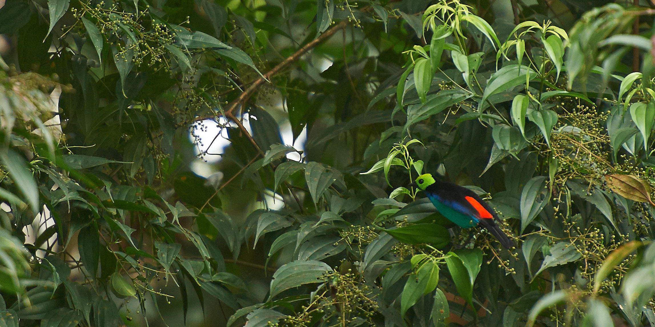 Ein kleiner Vogel sitzt geschuetzt im Gebuesch des peruanischen Regenwaldes