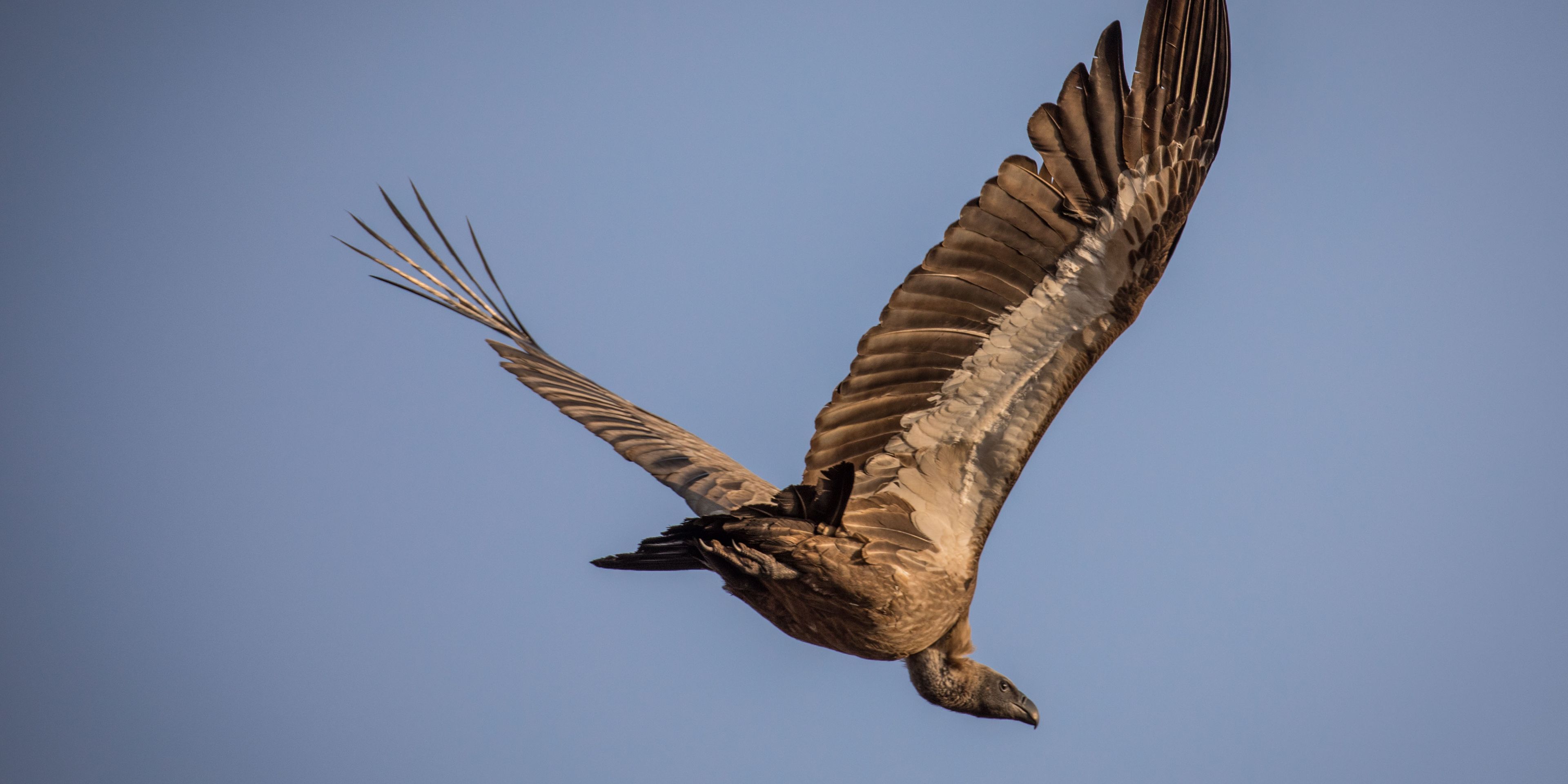 Untere Ansicht eines Weissrueckengeiers im Flug