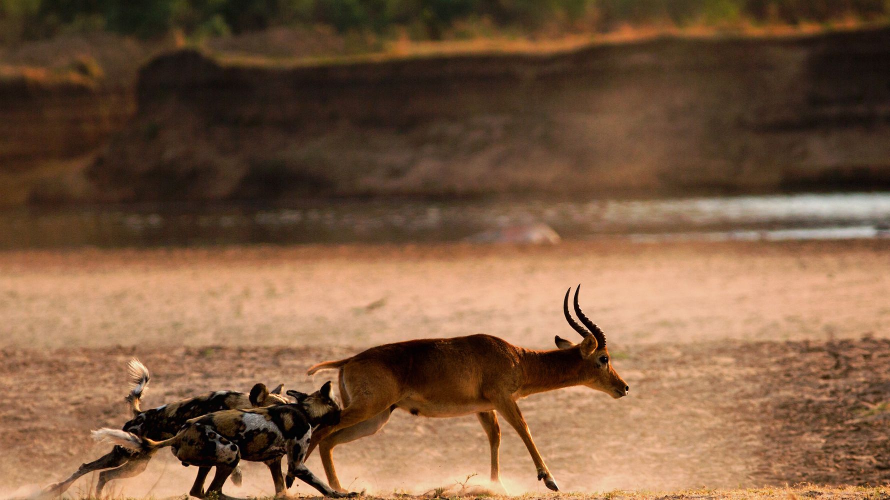 blog-ratgeber-sambia-suedluangwa-nationalpark-impala-wildhunde-natucate
