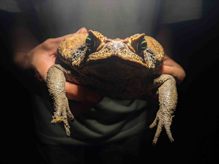 Diese Nachtaufnahme zeigt eine Aga-Kröte, auch Riesenkröte oder Cane Toad genannt, aus Peru, welche mit zwei Händen gehalten und frontal in die Kamera gehalten.