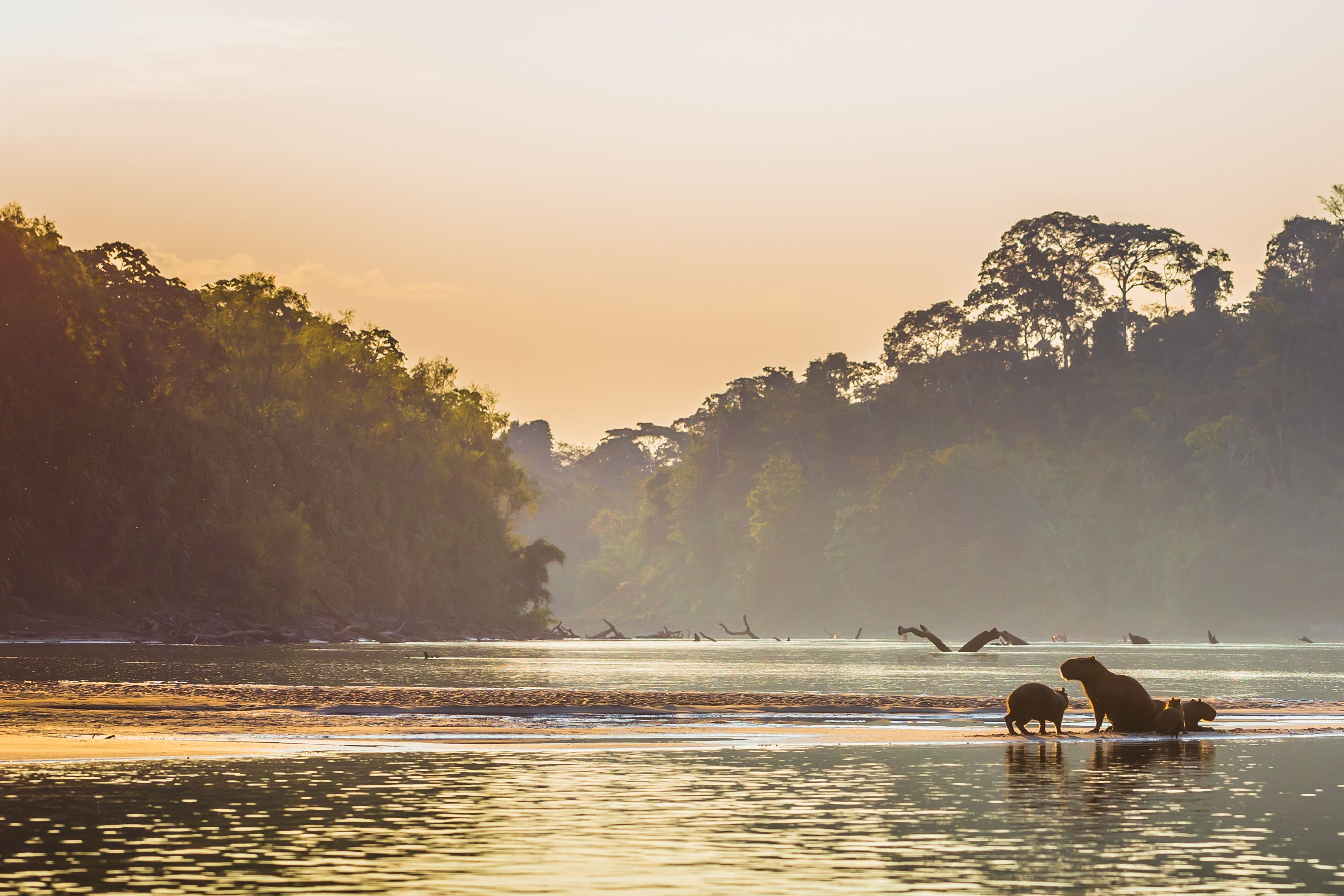 Natucate Blog – Peru: Amazon Rainforest ⋅ Natucate