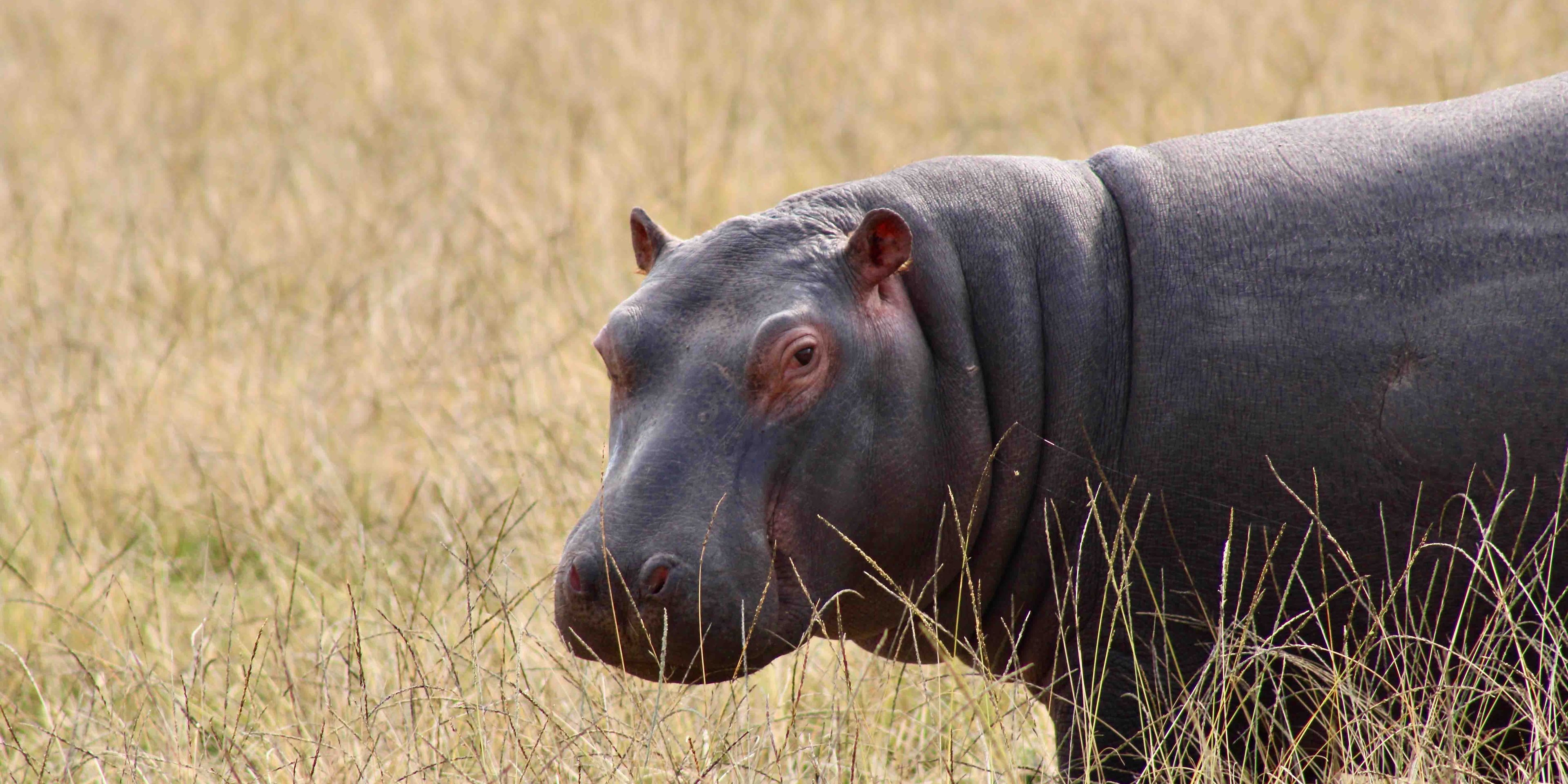 Ein einzelnes Nilpferd, das im Freiwilligenprojekt in Mosselbay gesichtet wurde.