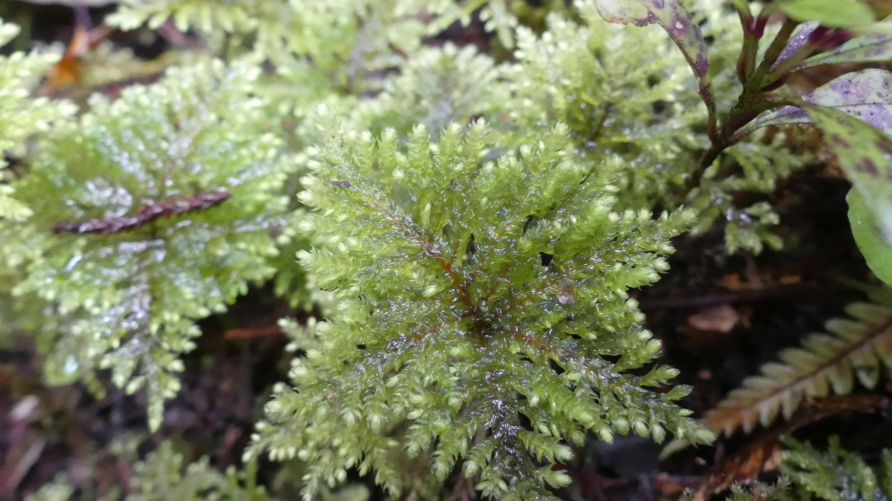 blog-ratgeber-neuseeland-kauri-coast-flora-natucate