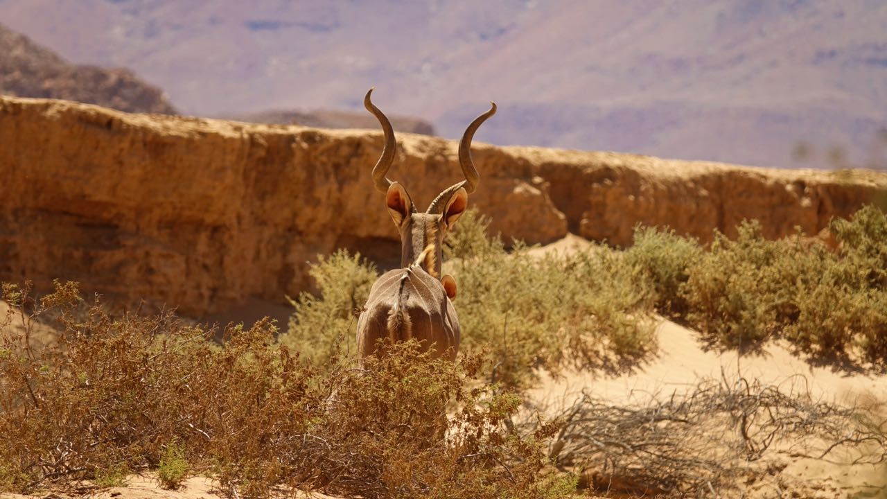 erfahrungsberichte-freiwilligenarbeit-elefantenschutz-namibia-hendrik-kudu