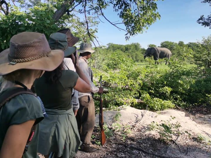 Begegnung mit Elefanten im Field Guide Kurs im Okavango Delta