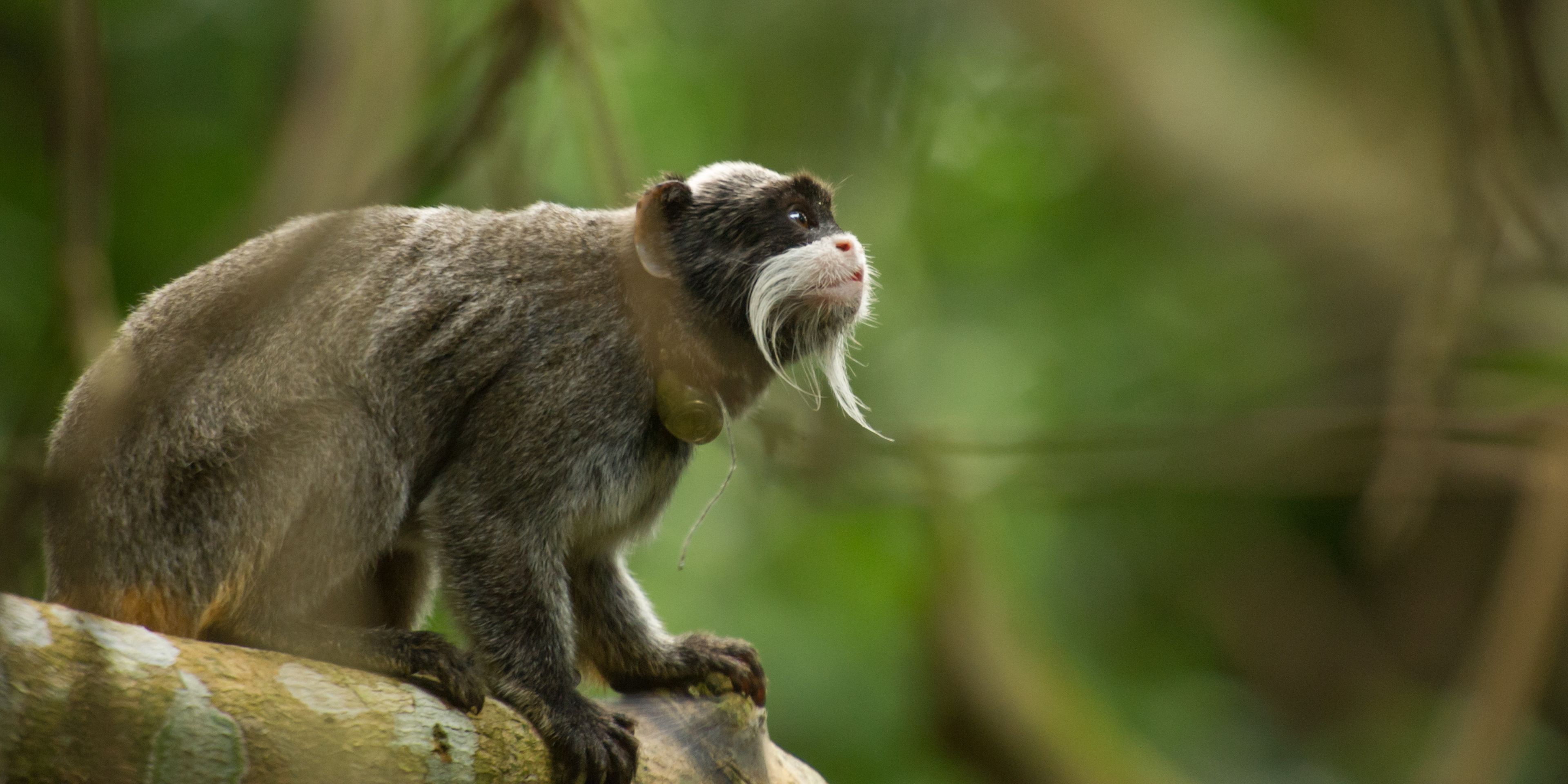 auslandspraktikum-peru-primatenforschung-tamarinaffe-regenwald-natucate