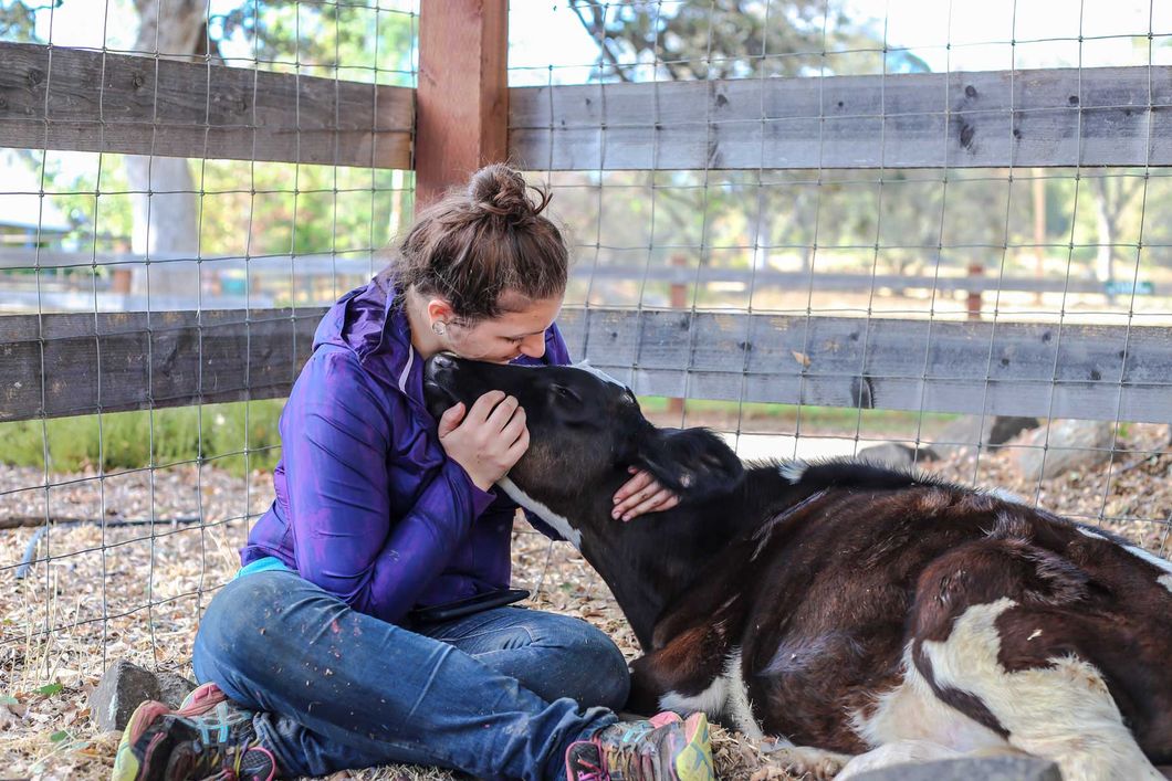 An animal welfare volunteer is sitting on the ground of a barn, petting a calf.