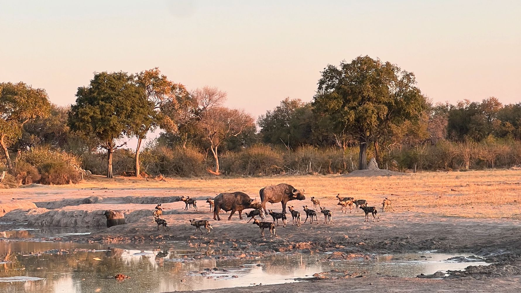 Wilddogs waterhole