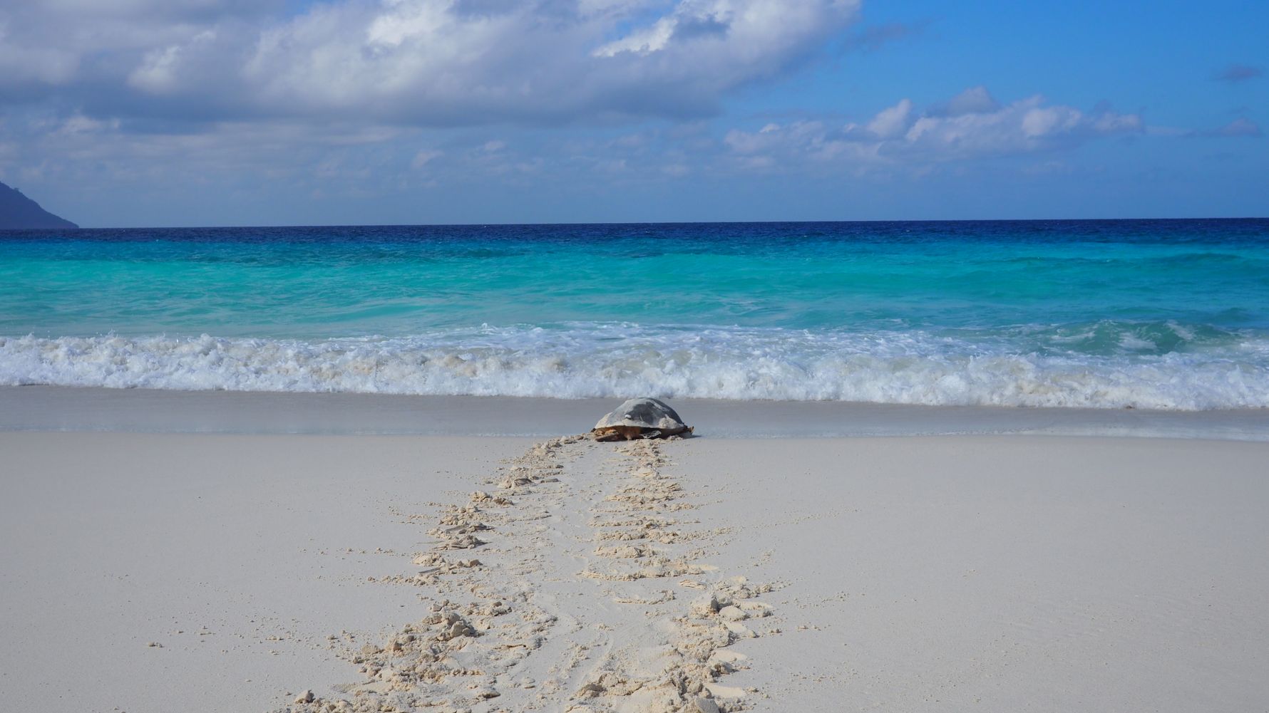 freiwilligenarbeit-seychellen-schildkroete-artenschutz