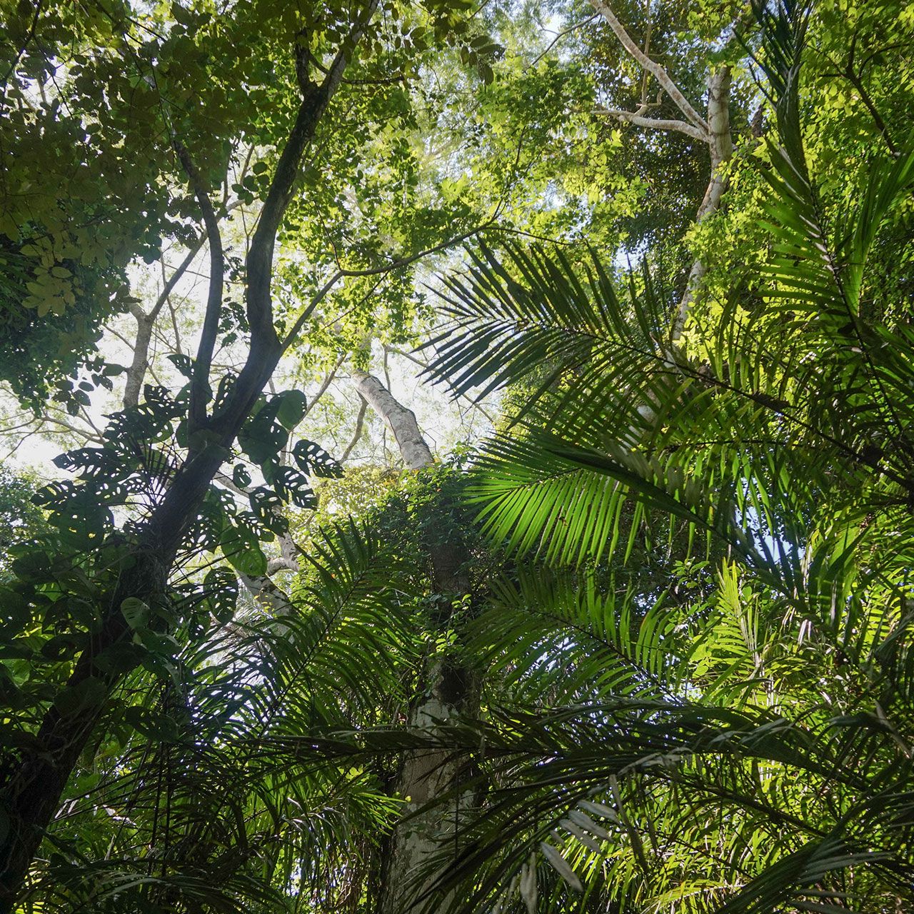 erfahrunsgbericht-costa-rica-praktikum-kundenfotos-artenschutz-palmen-natucate