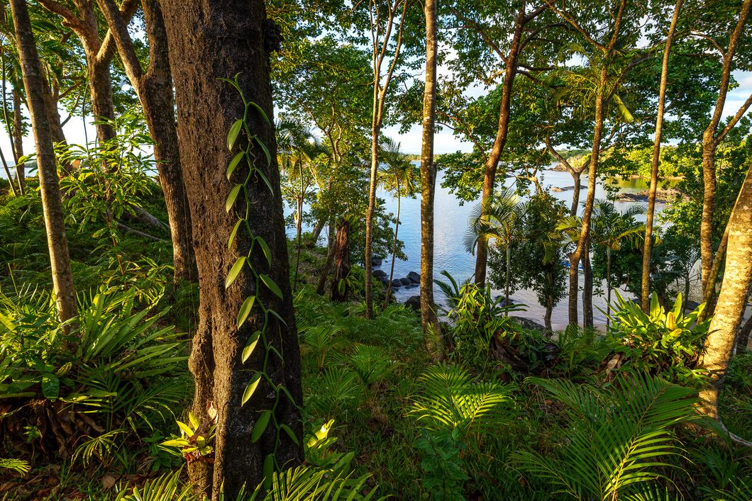 Rainforest with lots of plants