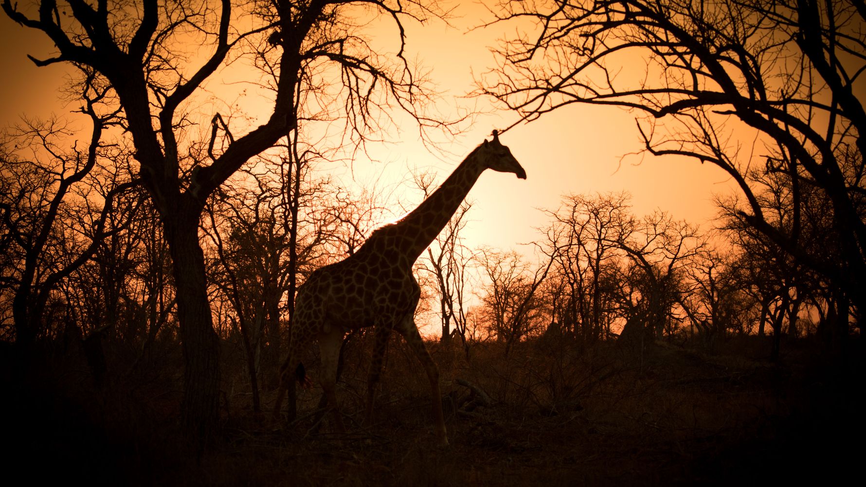 erfahrungsberichte-suedafrika-fgl1-rangerausbildung-kundenfotos-giraffe-natucate