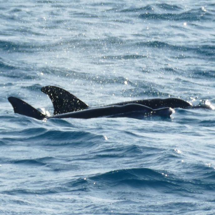 Elisabeth hat in ihrem Aufenthalt im Freiwilligenarbeit Walhaischutz Projekt in den Malediven diese zwei nah beieinander schwimmenden Delfine fotografiert.