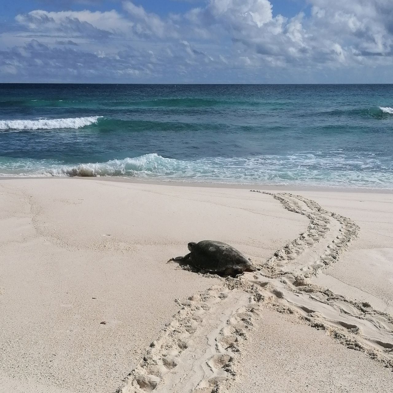 erfahrungsbericht-freiwilligenarbeit-seychellen-north-island-artenschutz-claudia-schildkroete-sand-spur-natucate