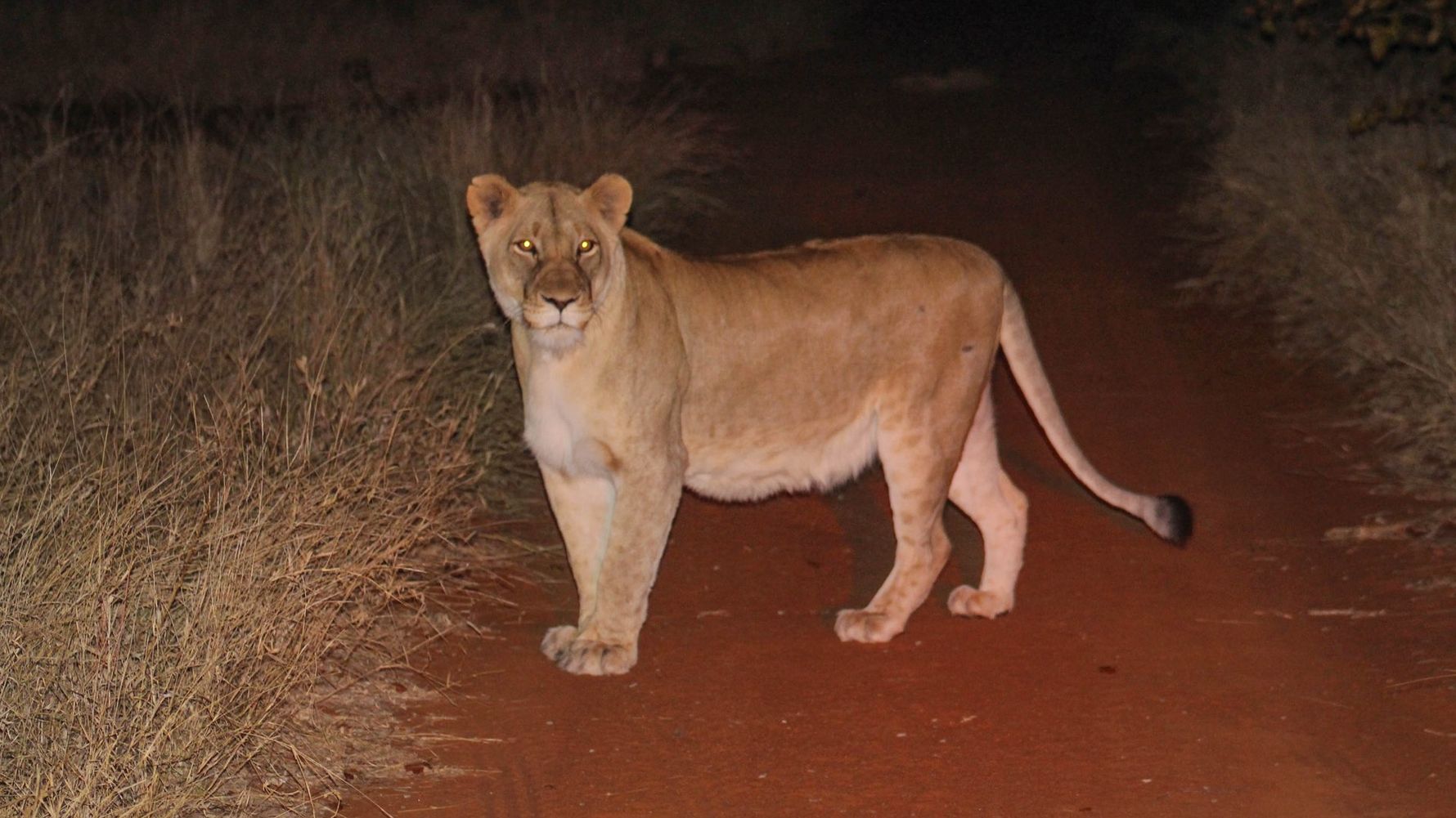 erfahrungsberichte-suedafrika-rangerausbildung-loewin-natucate