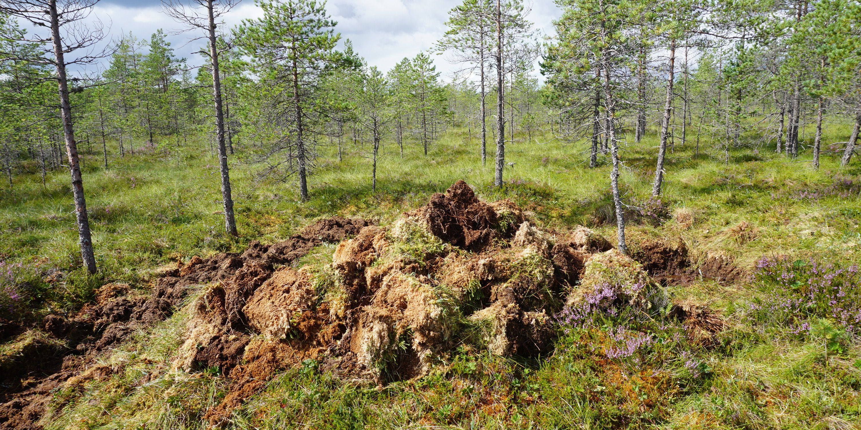 Blick in ein lichtes Waldgebiet in Estland