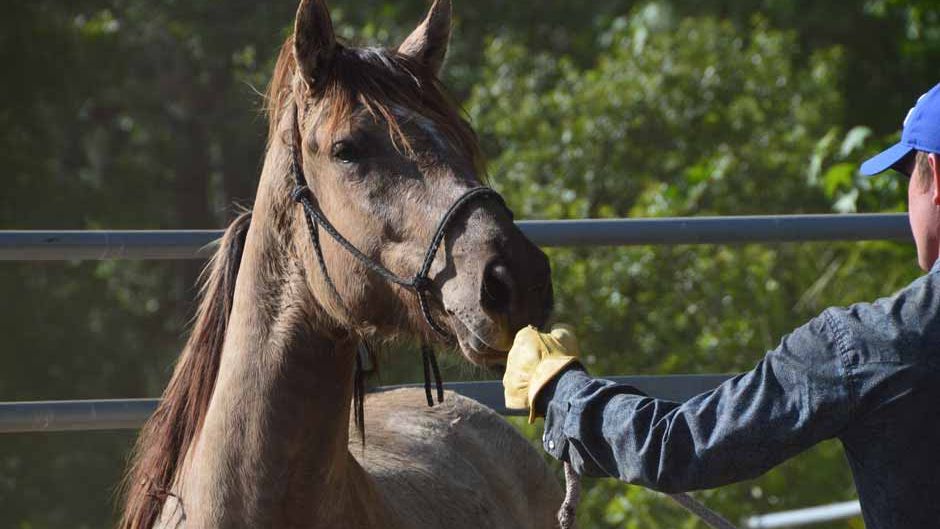 blog-wissen-mustangs-in-den-usa-masseneinschlaeferung-und-schlachtung-pferd-natucate