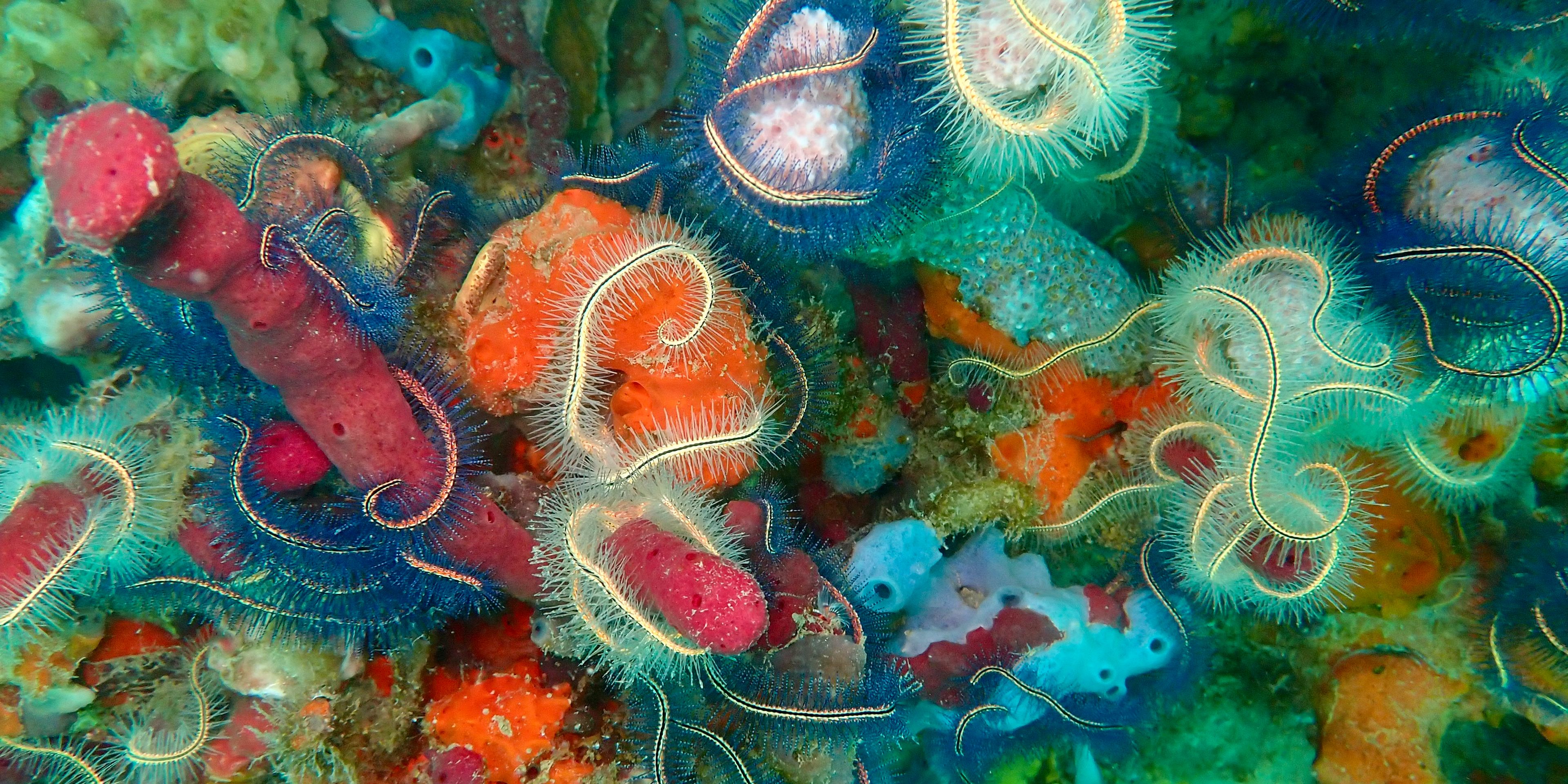 natucate-volunteering-panama-underwater