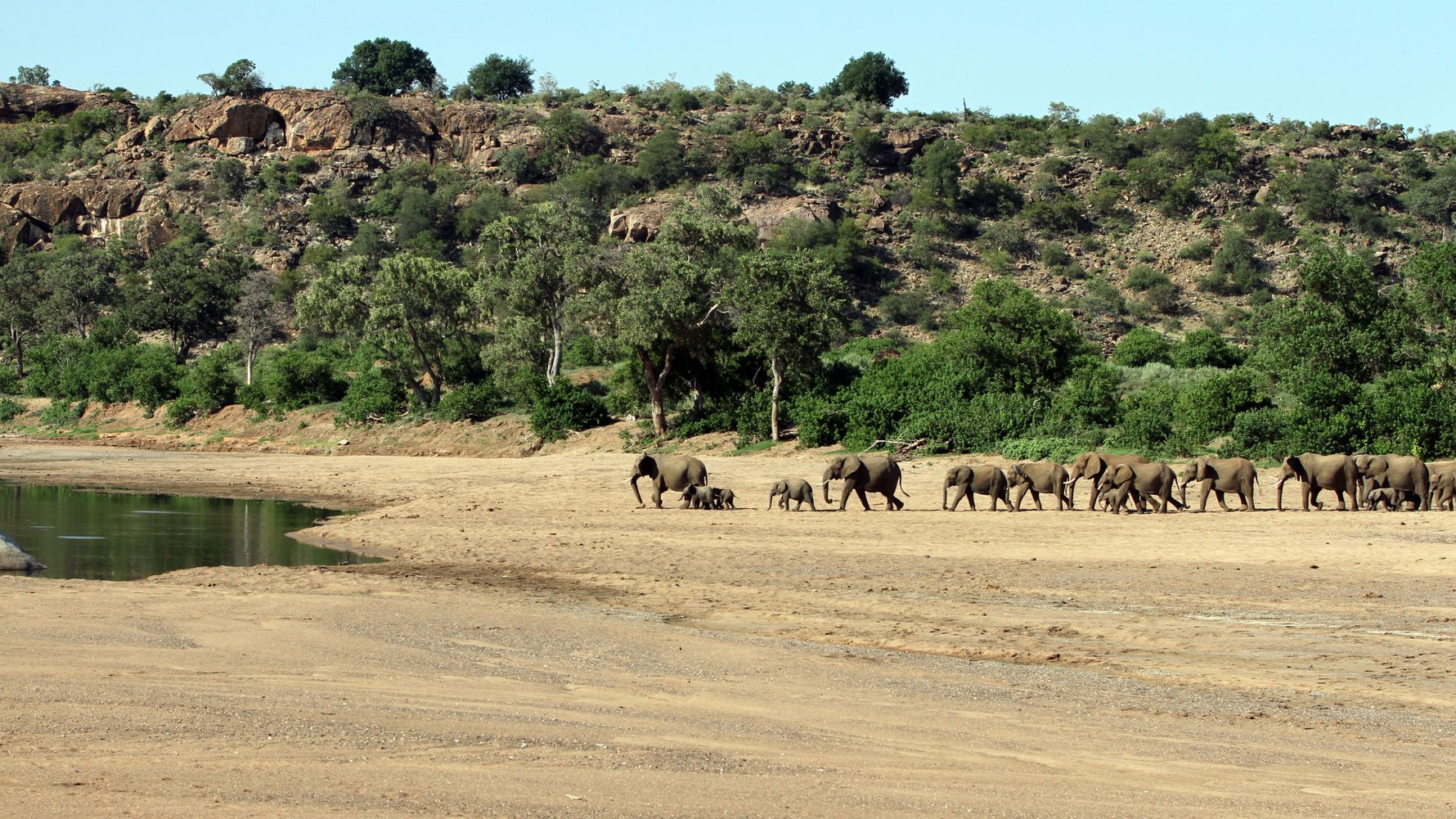 Elefantenherde zieht durch ein ausgetrocknetes Flussbett im Kruger Nationalpark