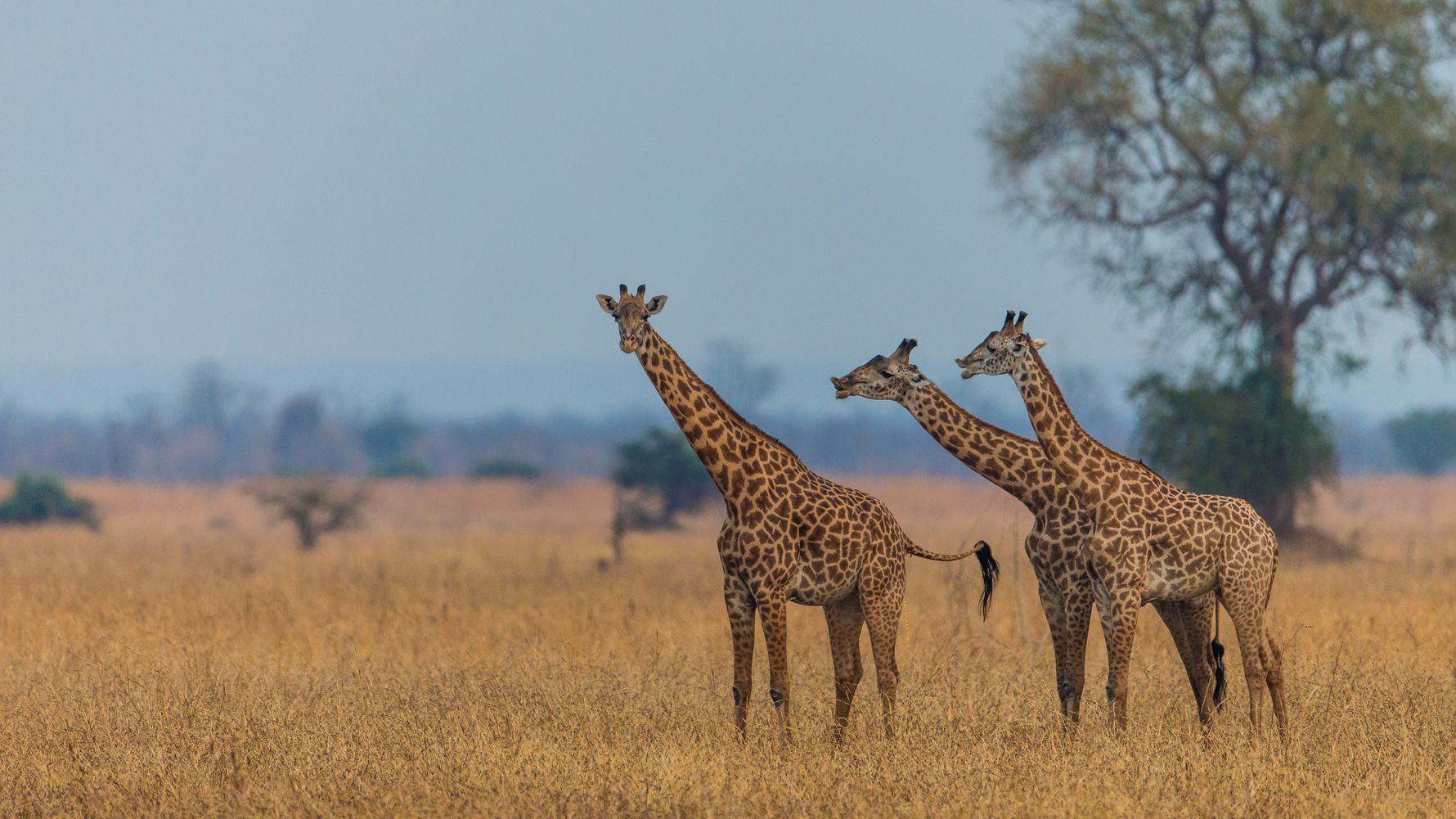 Drei Giraffen in der Savanne des suedlichen Afrikas