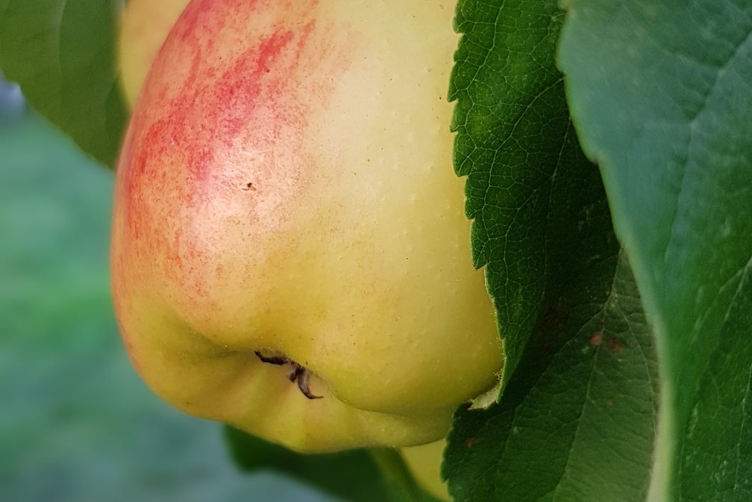 auslandspraktikum-usa-nordamerika-obstbau-apfel-natucate