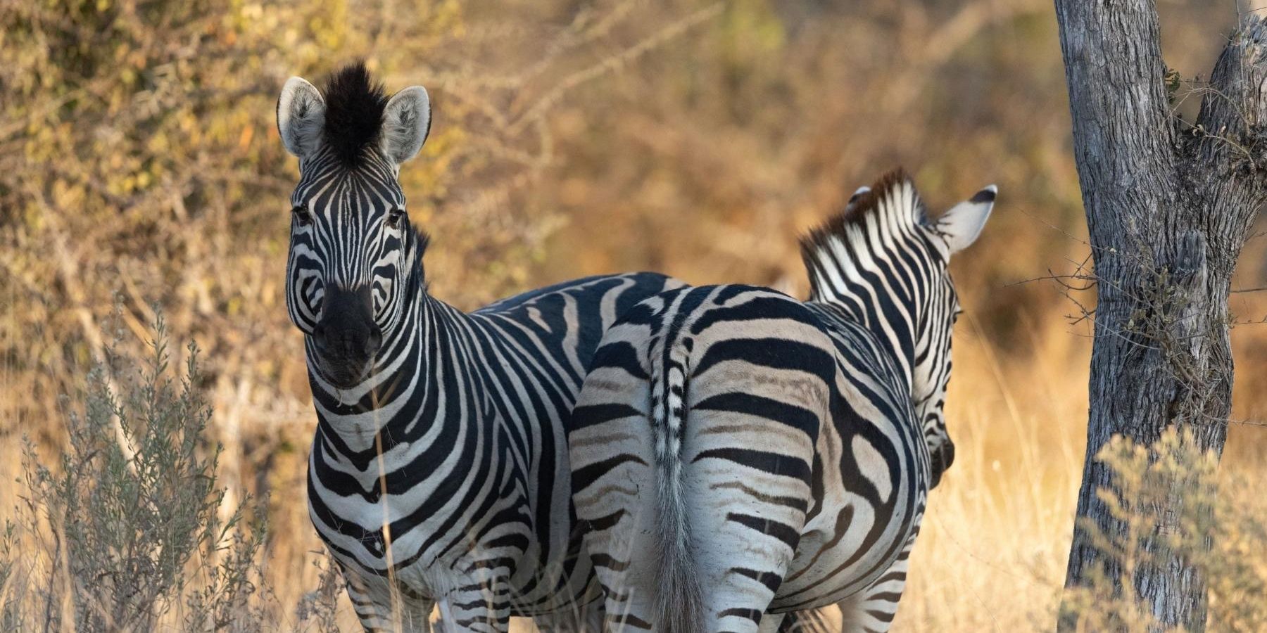 Zwei Zebras stehen eng zusammen neben einem Baum in Botswanas Kwapa-Region in einer Savannenlandschaft