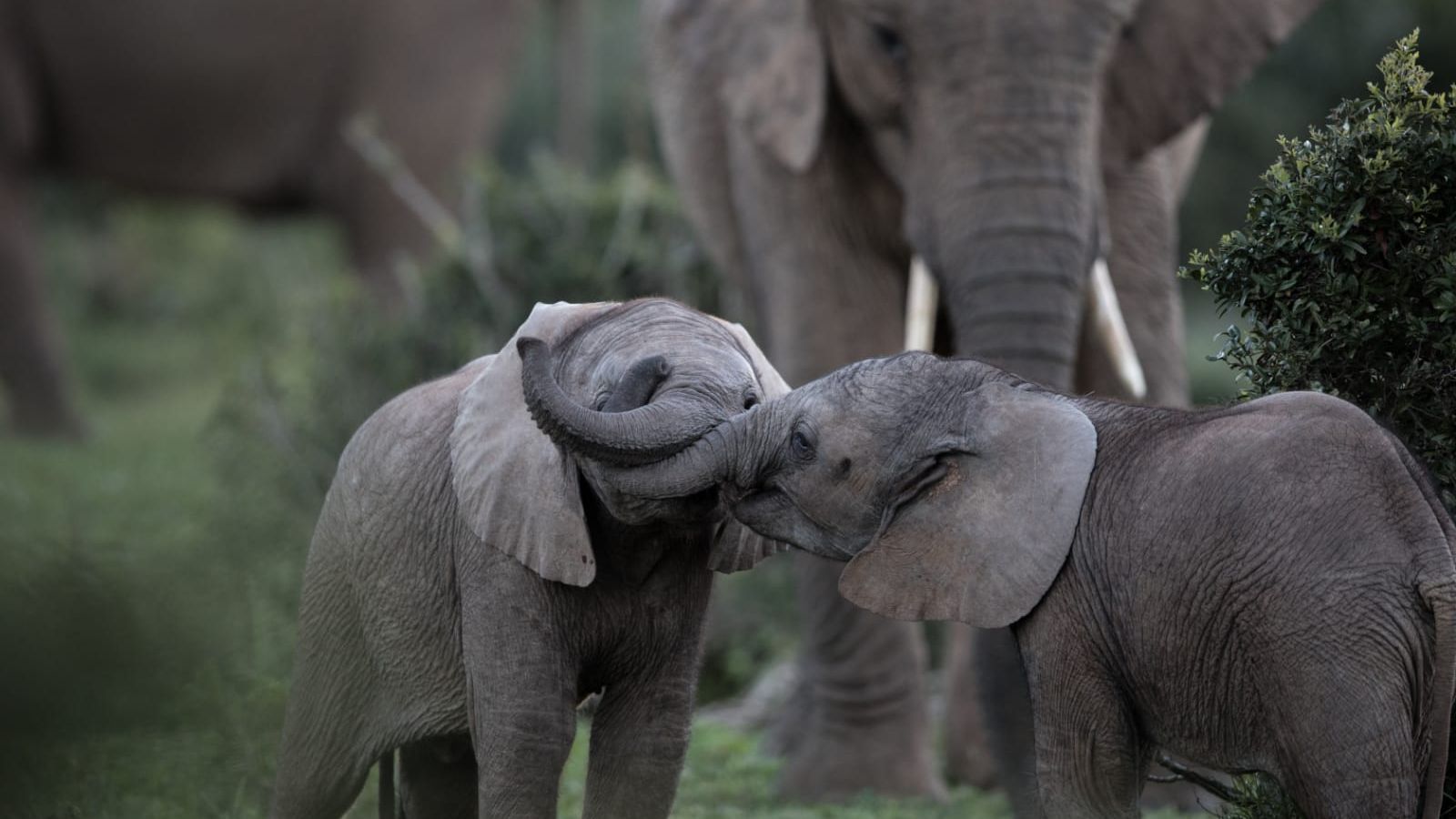 Two young elephants in South Africa's Addo Elephant National Park playing with their trunks
