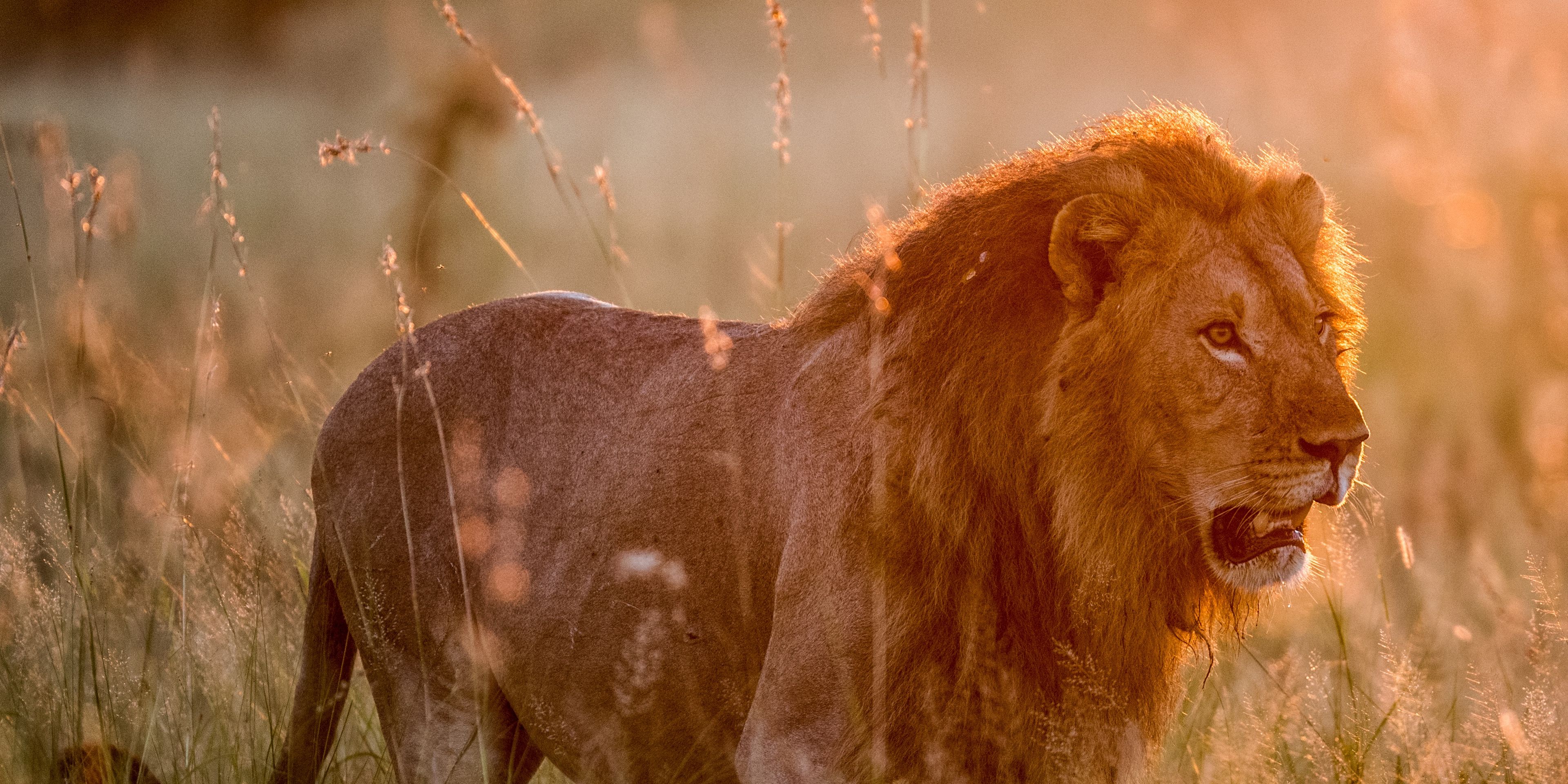 natucate-safari-botswana-abenteuer-camp-kahalari-lion