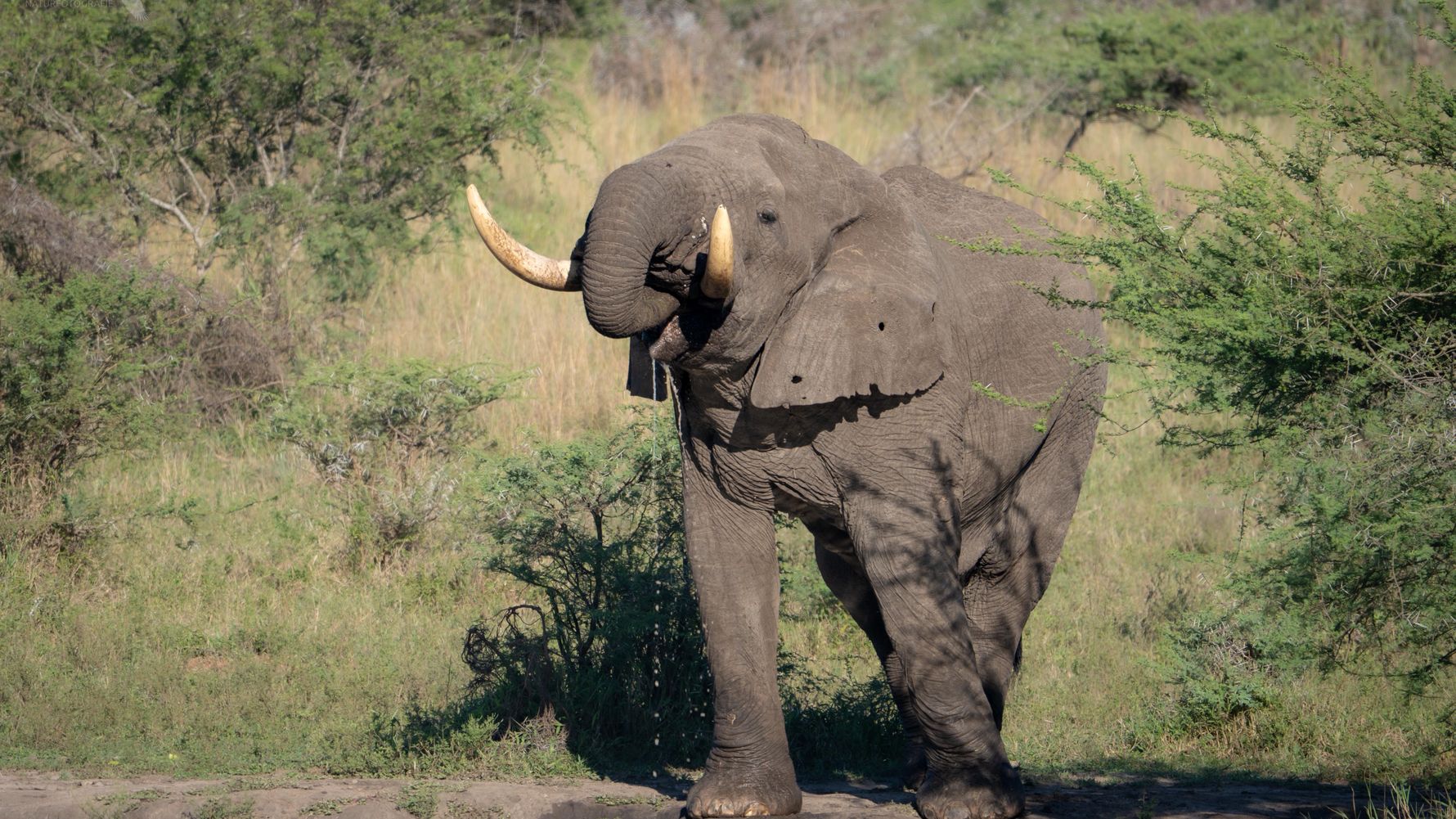 Elephant bull drinks