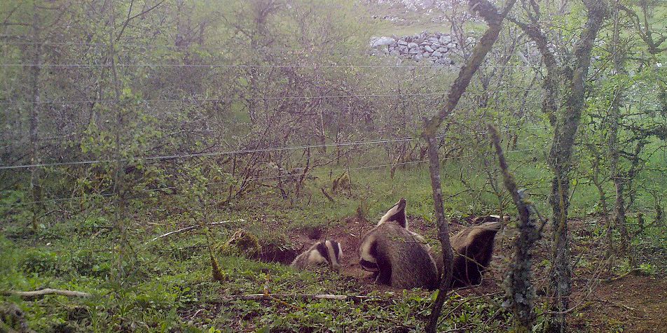Mehrere Europäoische Dachse wurden in der freien Natur gesichtete und von einer Kamerafalle festgehalten