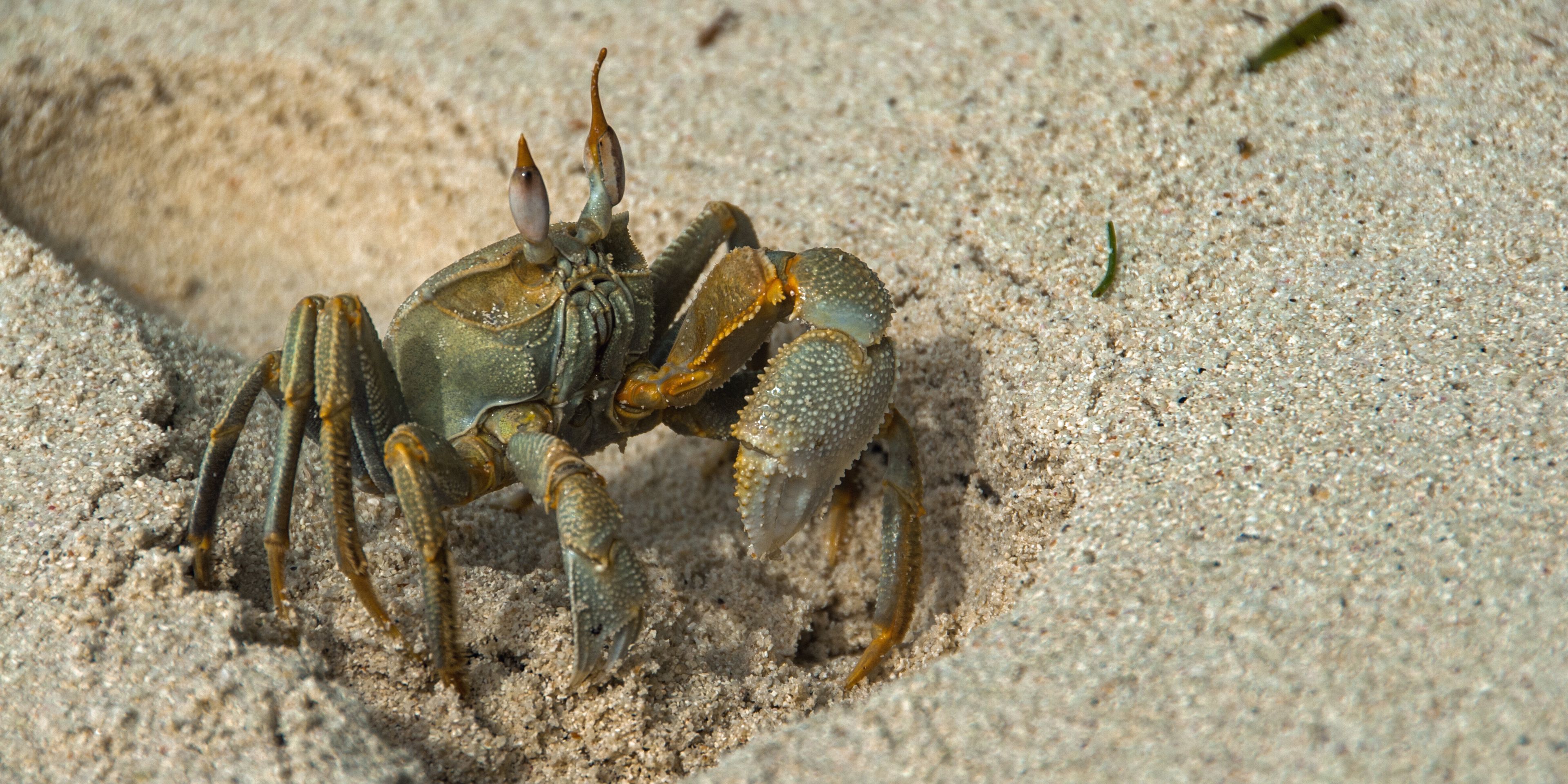 Conservation volunteering: A green horn-eyed ghost crab on a beach in the Maldives