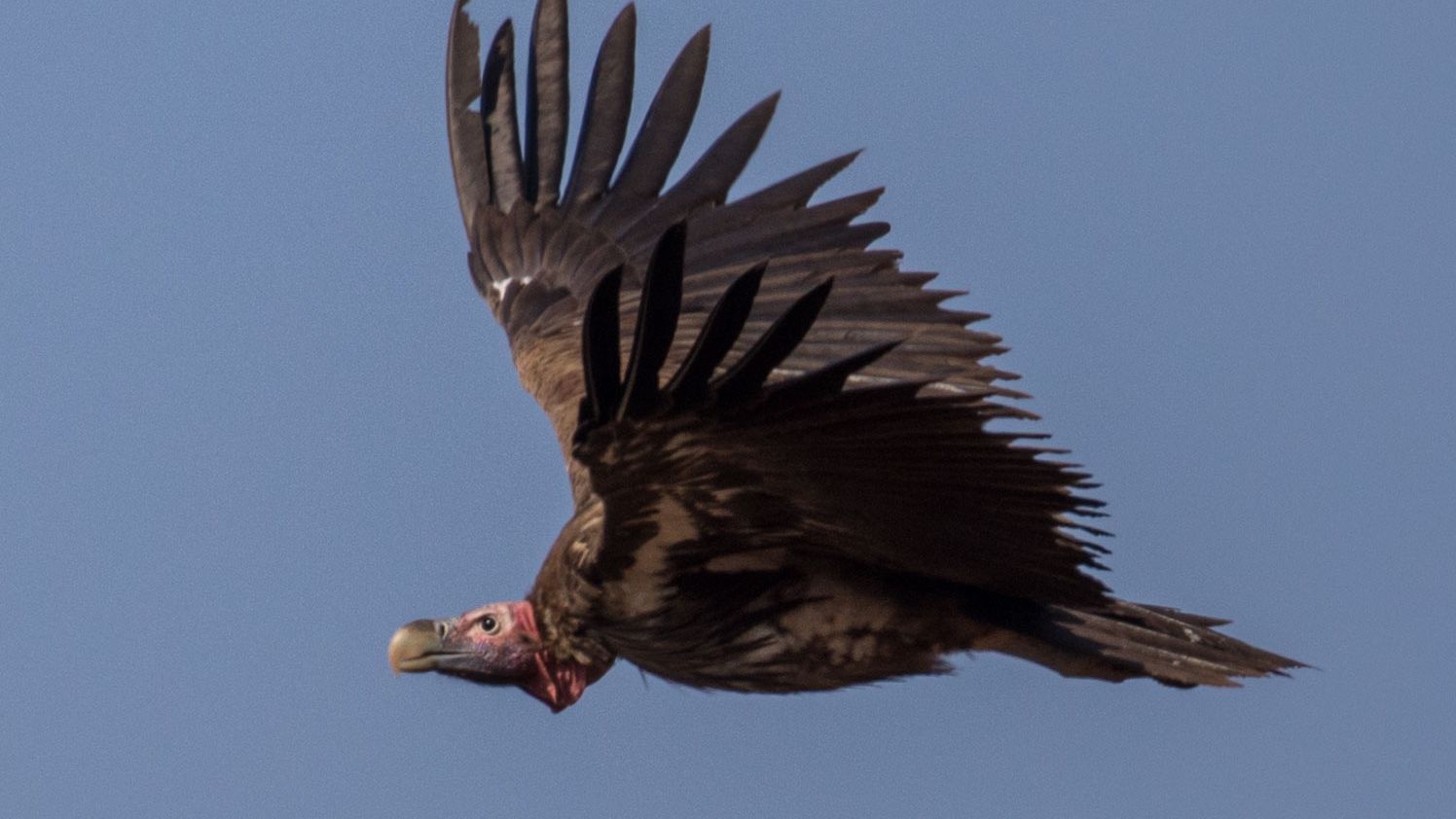 madenhacker-aasgeier-stechmuecken-symbiose-geier-flug-blog-natucate
