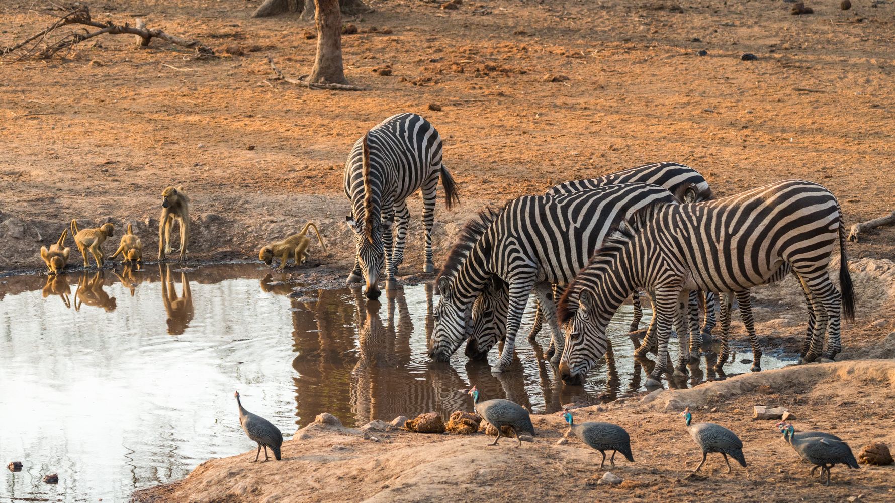malawi-country-information-majete-wildlife-reserve-water-hole-zebras