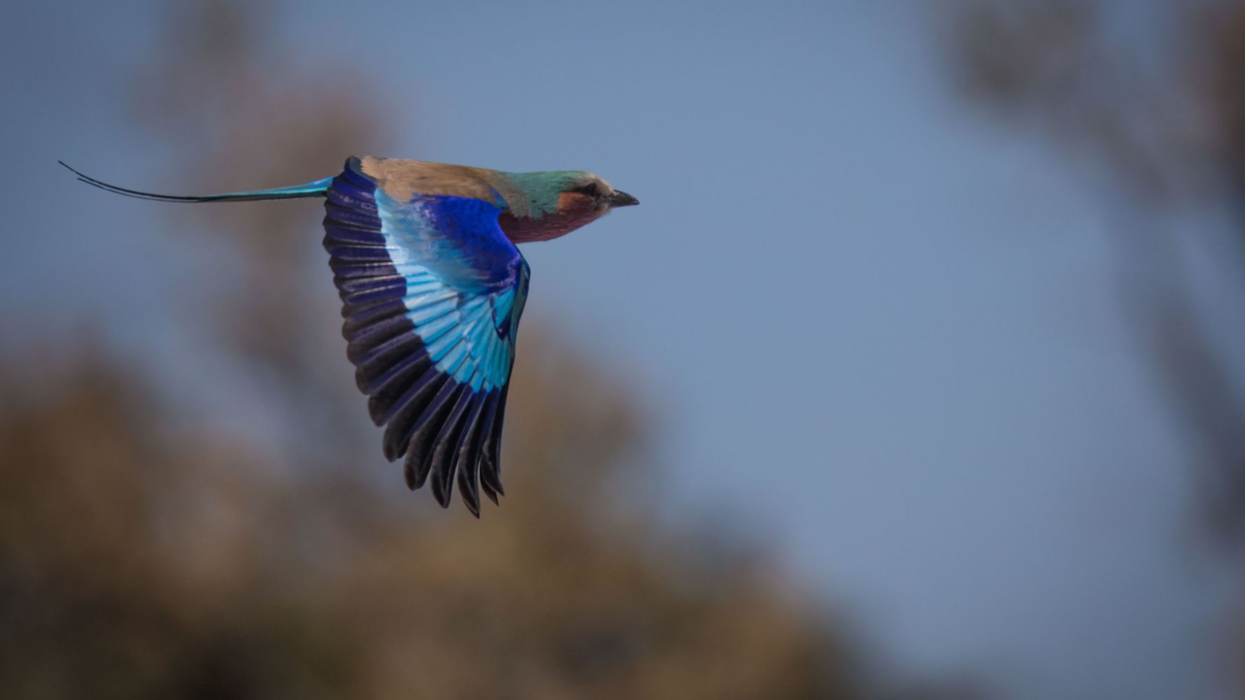 blog-sabbatjahr-wechsel-gkv-pkv-vogel-natucate