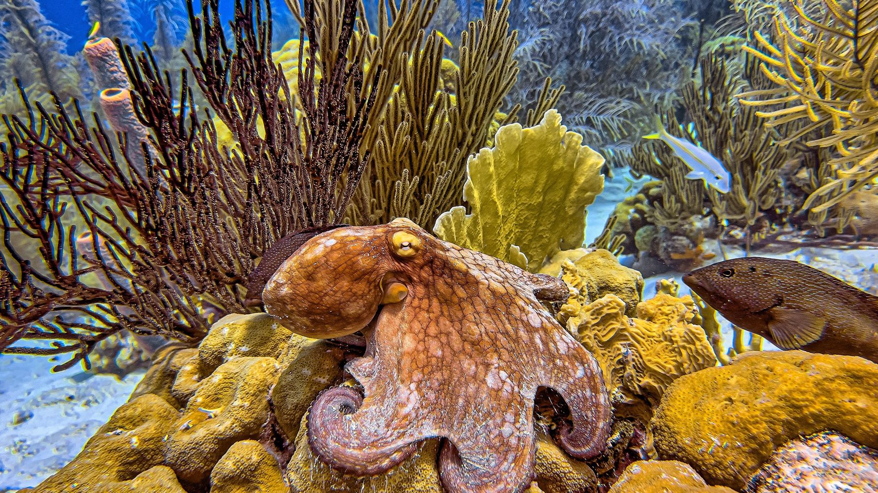Reef Octopus