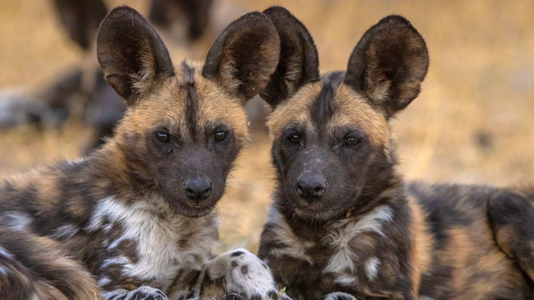 landingpage-familiensafari-suedafrika-wildhunde-natucate