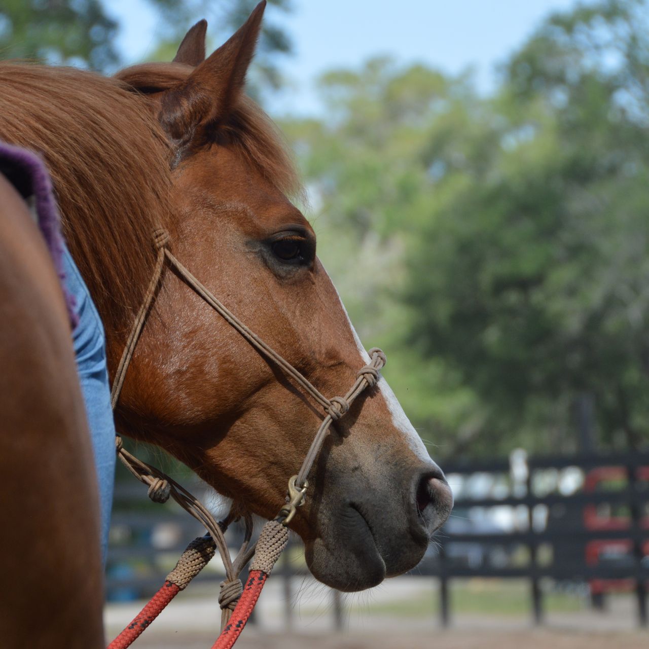 Freiwilligenarbeit: Ein Volunteer sitzt auf einem Pferd
