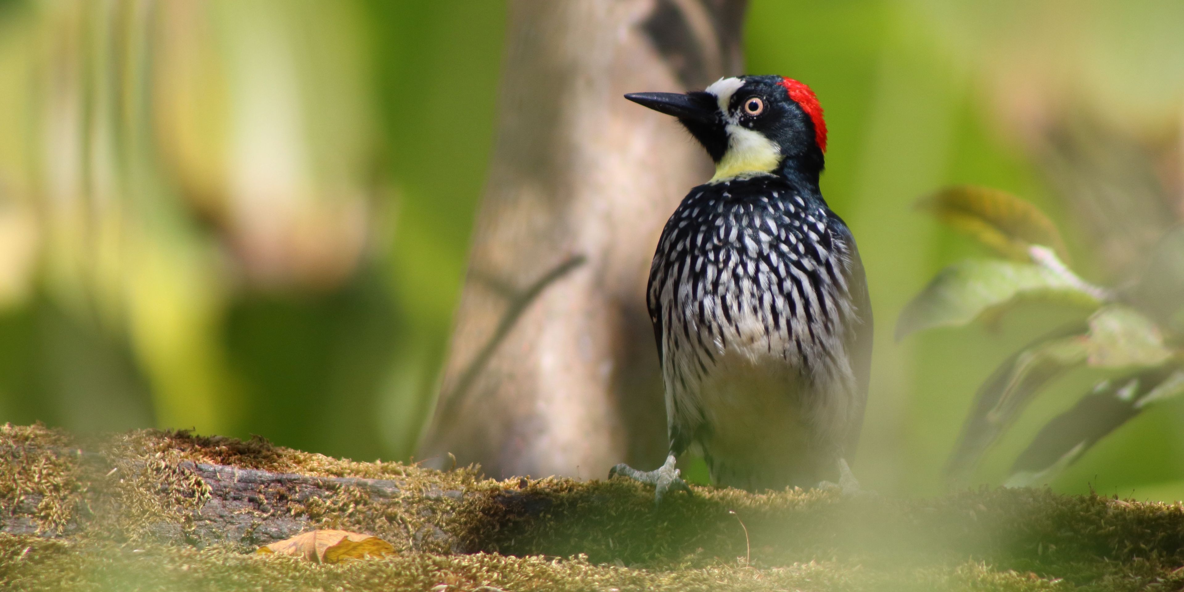 natucate-internship-costa-rica-forest-conservation-woodpecker