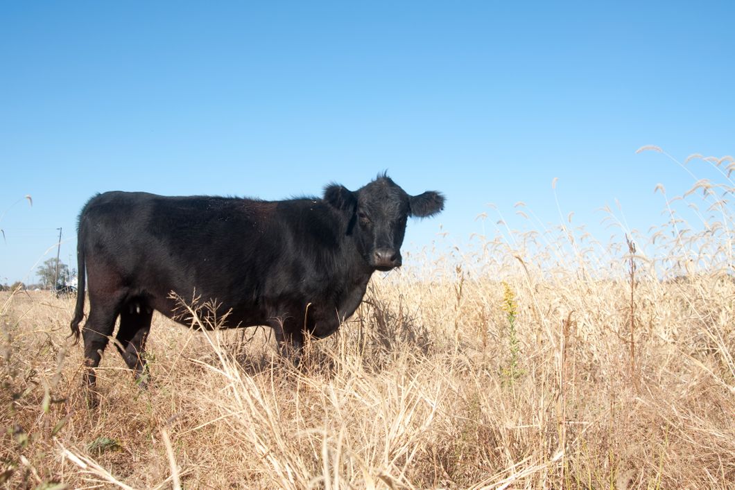 auslandspraktikum-usa-nordamerika-milchwirtschaft-landwirtschaft-kuh-feld-natucate