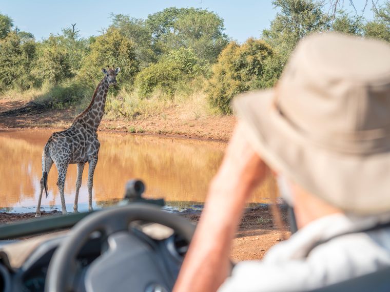 natucate-naturreise-bw-experience-game-drive-giraffe