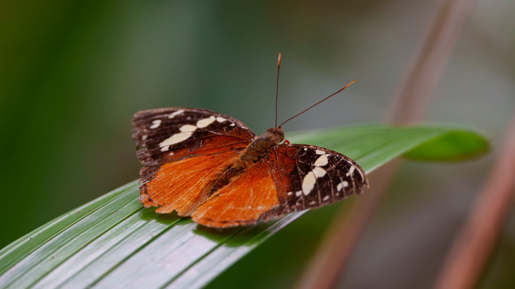 Orangener Schmetterling