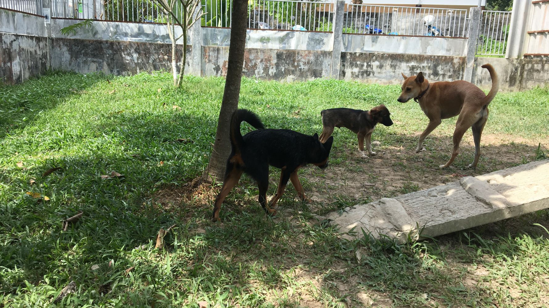 Drei Hunde spielen im Garten der Einrichtung in Thailand