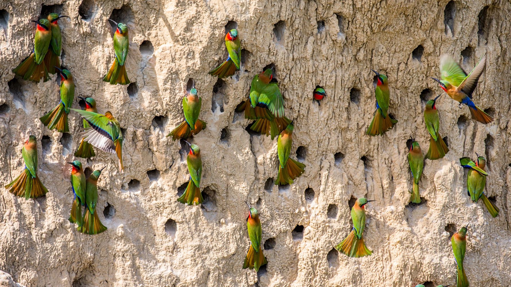Bee-eater on wall, Uganda