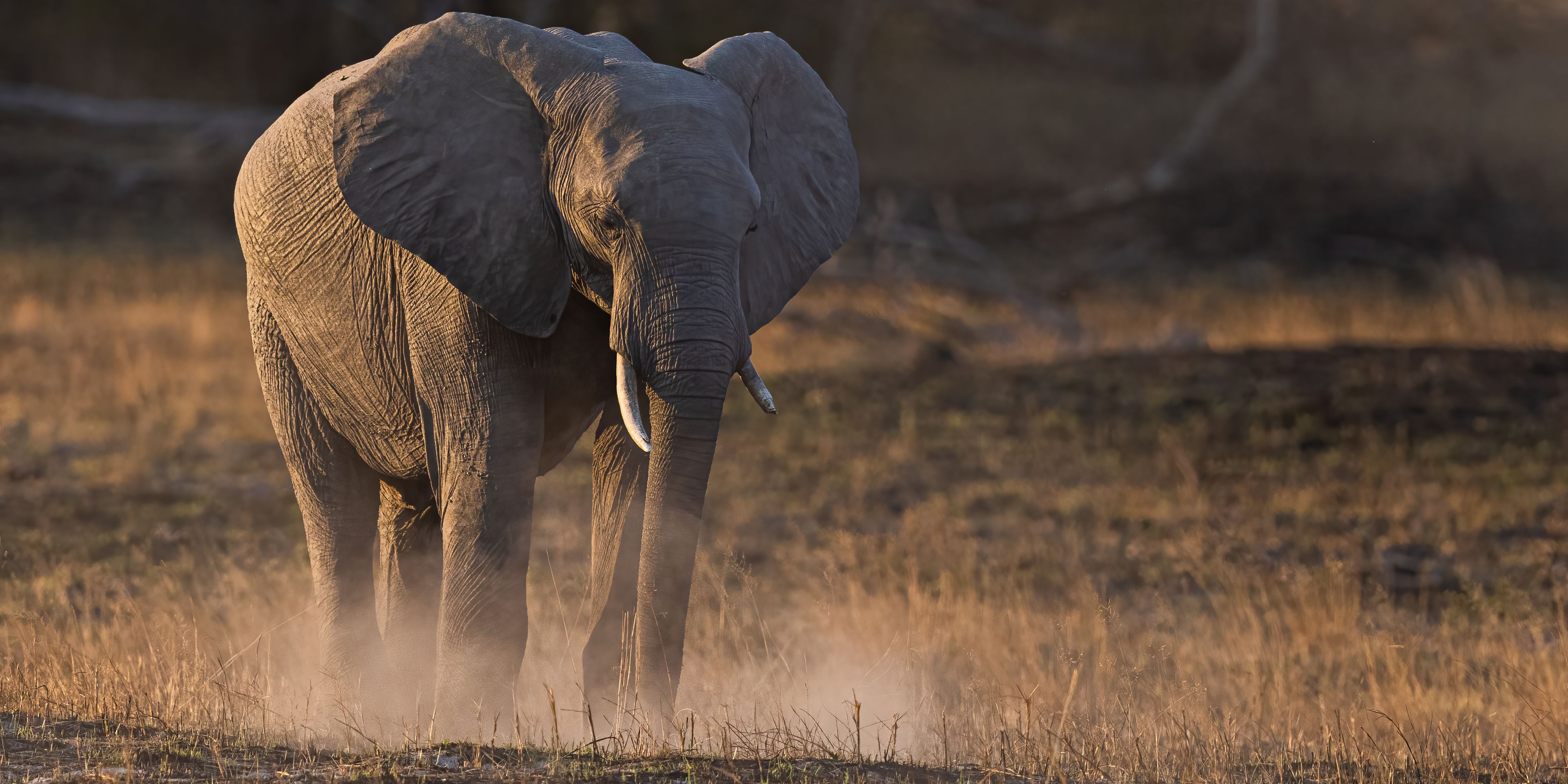 naturreisen-okavango-wilderness-experience-elephant